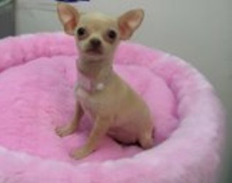 Chihuahua Puppies on Puppy For Sale   Puppies For Sale    Teacup Puppy Tea Cup Puppy