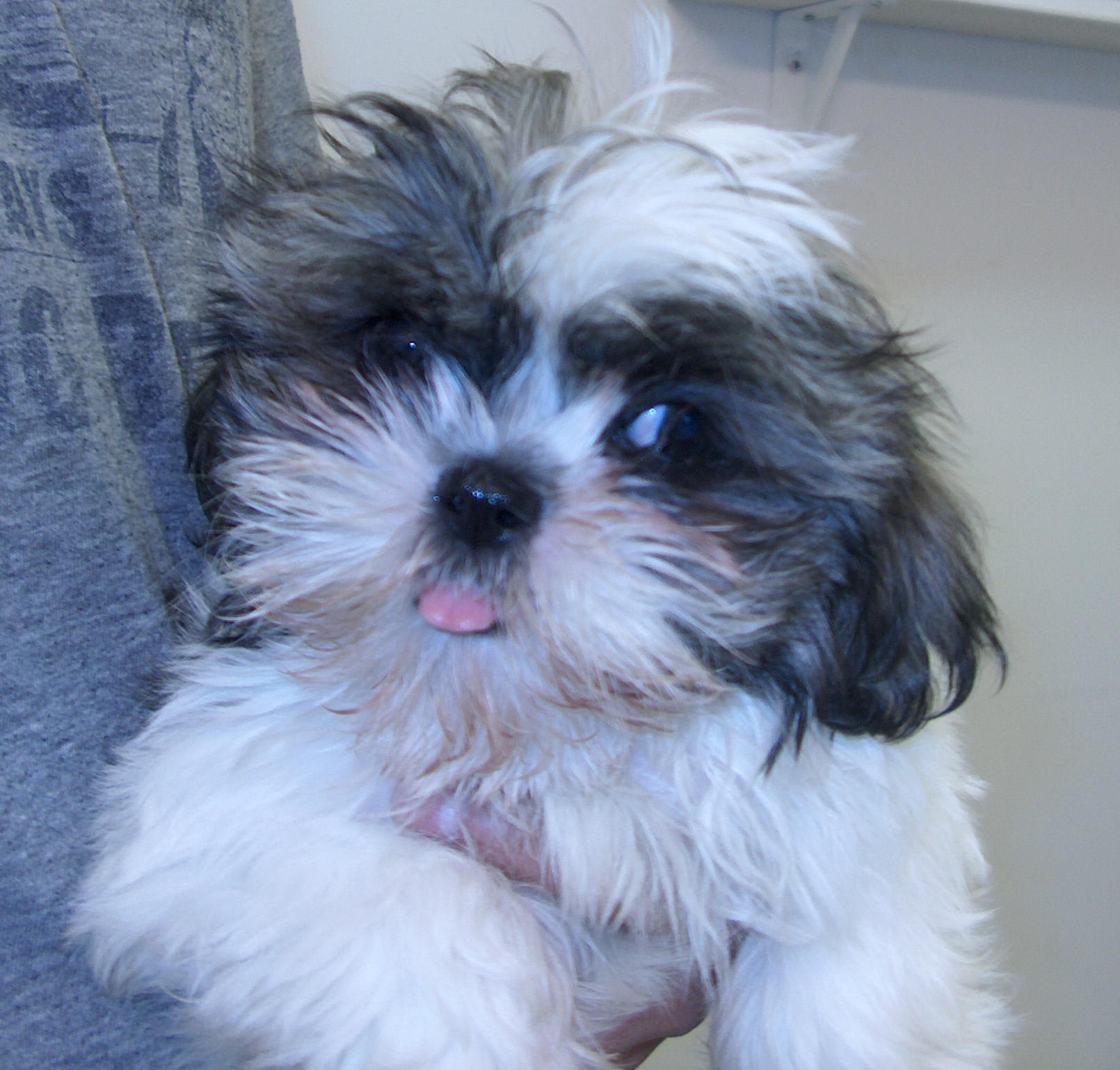 Shih Tzu Puppy