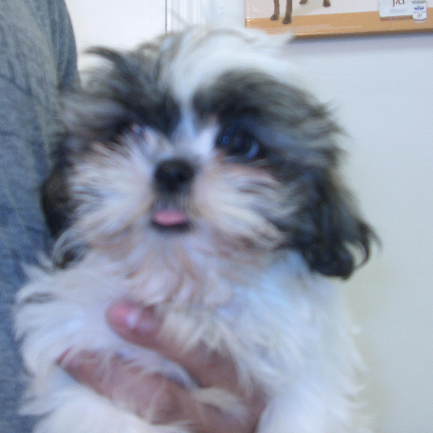 Shih Tzu Puppy